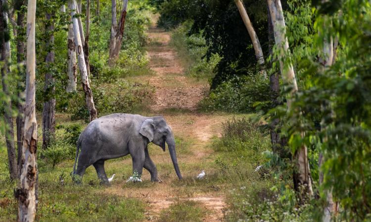 An elephant free roaming through the Thai community 